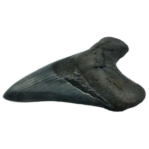 Prehistoric Otodus Megalodon Fossilized Shark Tooth Massive Top Quality Specimen - Picture 6 of 7